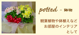 potted - 鉢物：観葉植物や鉢植えなどお部屋のインテリアとして
