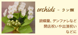 orchids - ラン類：胡蝶蘭、デンファレなど開店祝いや出演祝いなどに